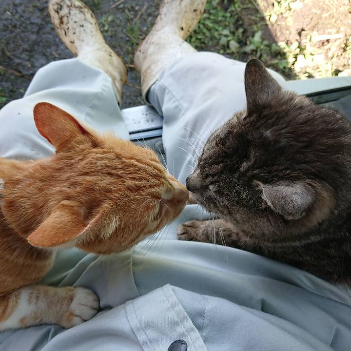 9a85e11b c38a 4e4a 80c6 f582ef0ff4b9 1594539403893