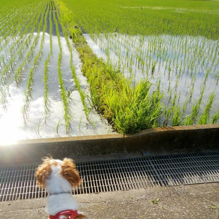 9a8a5146 3e25 46dc a221 62df9cad4975 1528847856422