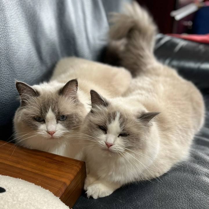 9a8e980f ca7d 4964 8dc9 f60f0cf1bd69 1760660854840