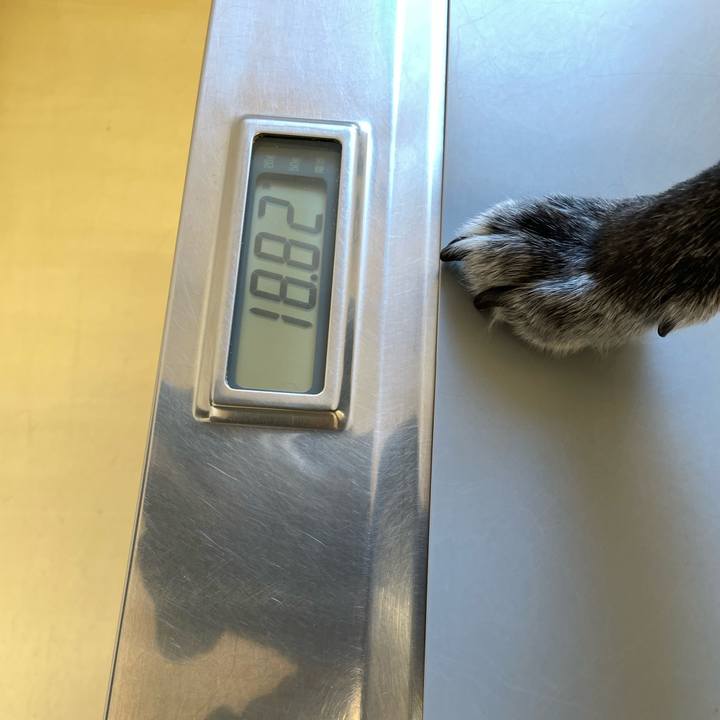 9a911de8 77ca 4070 9757 e32336cb0abb 1769396285966