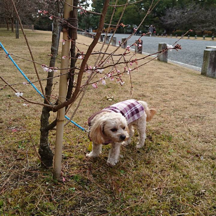 9a912624 7e45 4dae 96cc b6d7ca7a85a3 1514611914576