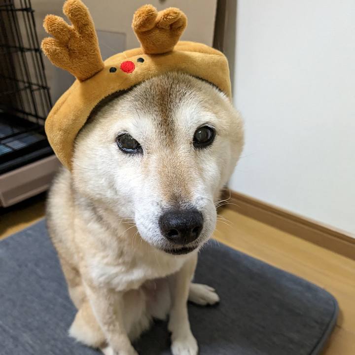 9a921a17 116b 493a 8229 6da5095399ca 1766639309026