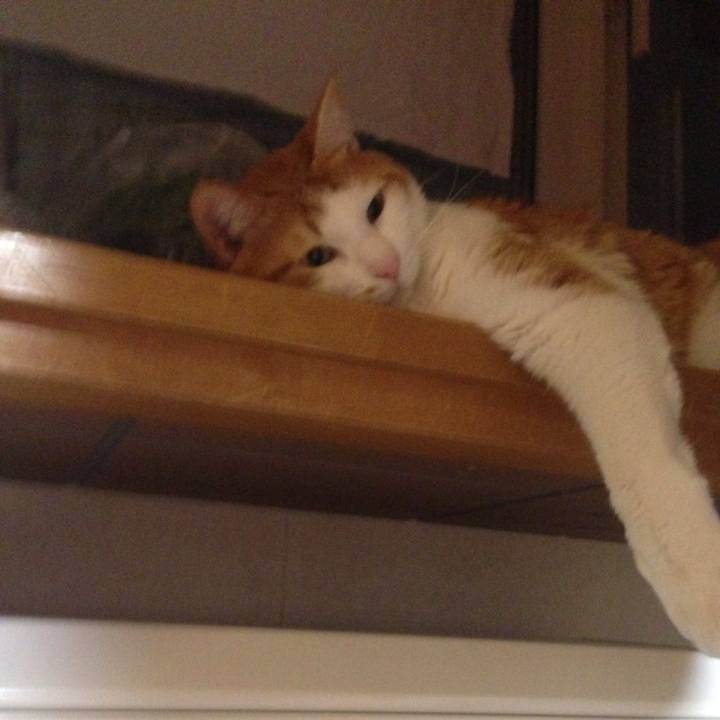 9a94fded 9520 43bb a16e c36d729c7c15 1517053116977