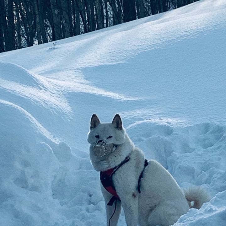 9a979a13 a555 4e20 b46f a24ca778eb52 1614468685381