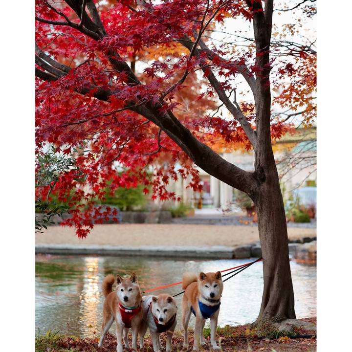 9a996ab3 344a 43f4 a323 bc3508e8c022 1765551967734