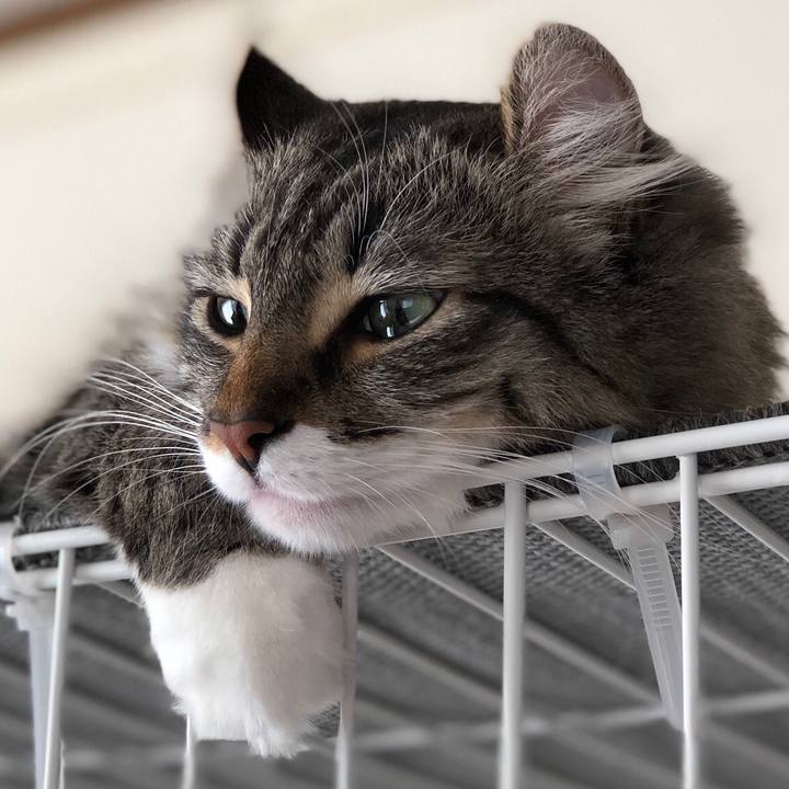 9a9cc93a c04a 4aed bcac 13fd52caf793 1530328094792