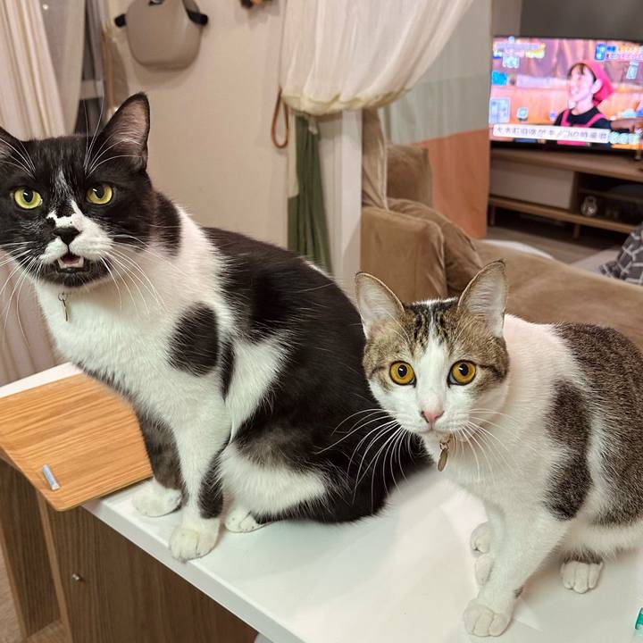 9aa002b6 69af 4bc9 912f 05a10b728eac 1762337404391