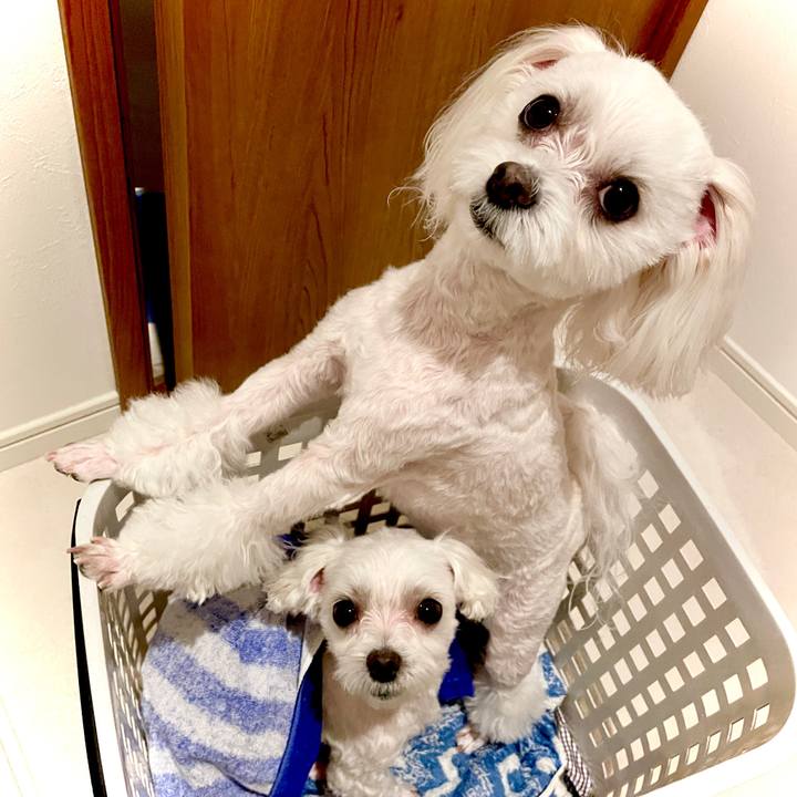 9aa00a43 564d 4f59 8707 9f00829e7254 1616853499293