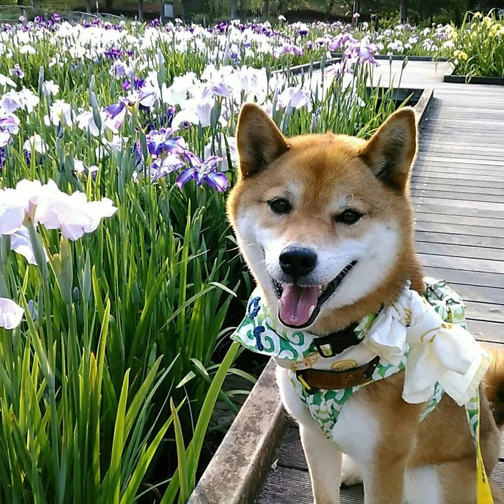 9aa02750 1494 4a96 ac70 7cc871b71eff 1559811476307