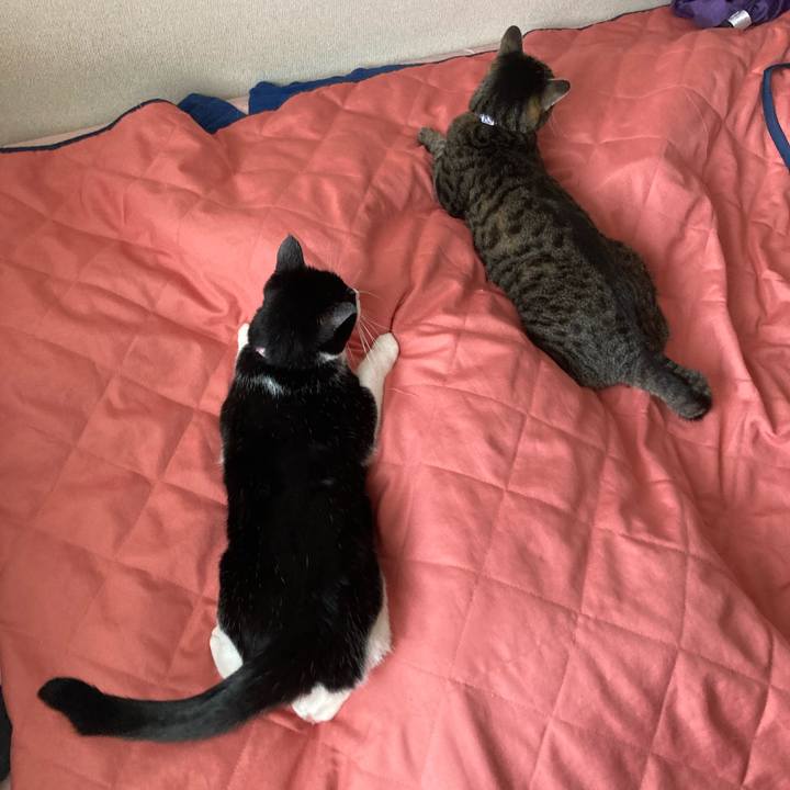 9aa18a86 887c 4a12 b048 044e398d3d44 1627875160803