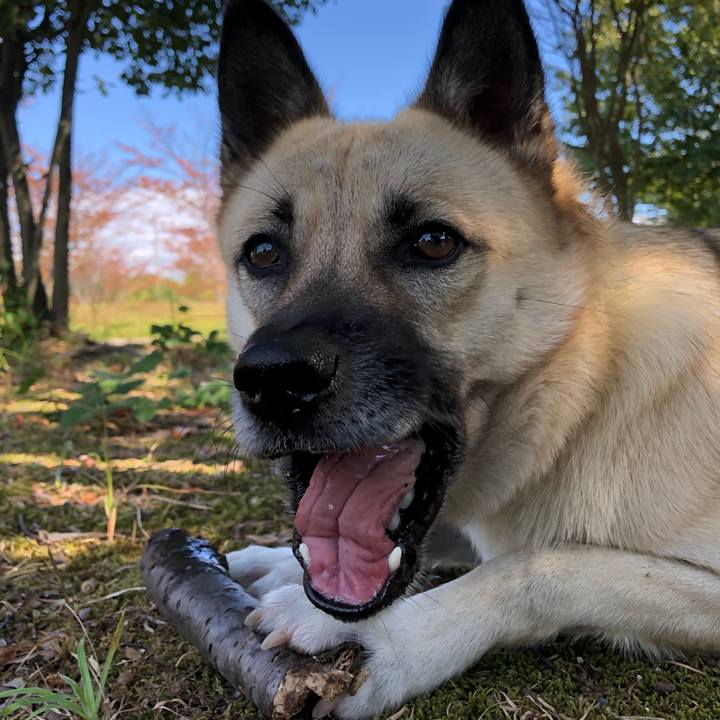 9aa2d39f b3d9 4395 b05f 13b556701d2b 1540702722981