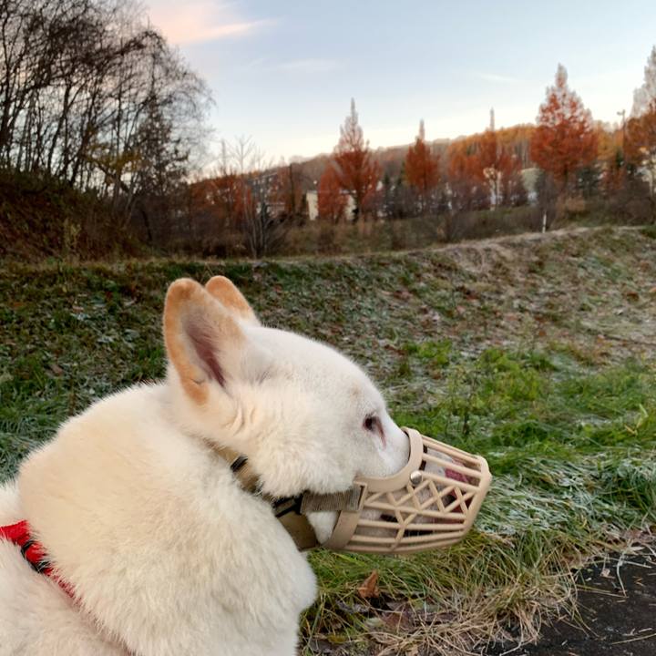 9aa31c47 7771 4618 88b4 b12e1d5b45b9 1605392591893