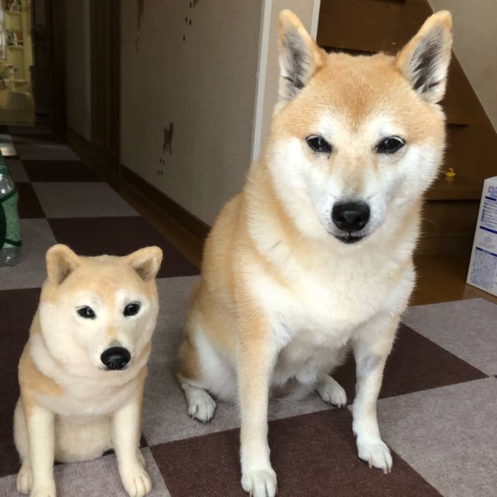 9aa3d73b 4918 43f3 89f7 daee0a143c6e 1558949185619