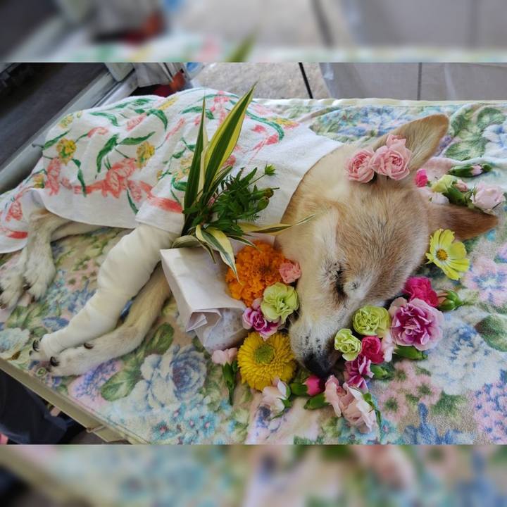 9aa44d17 1a8e 4385 a980 0dc4660551c8 1699680451600