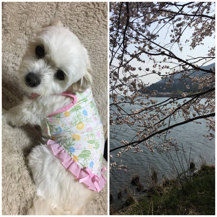 9aa4e07c 25bc 45c9 8453 c20597567990 1522841046599