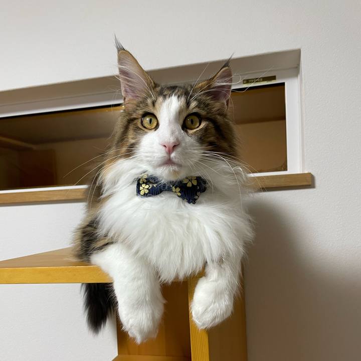 9aa4ffb9 9c6d 4b78 85db 771763b715c1 1640294320836