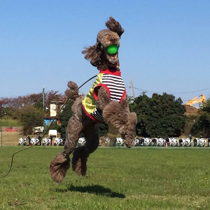 9aa51b2a 3b72 4158 a59a 356b966d7a79 1510218528018