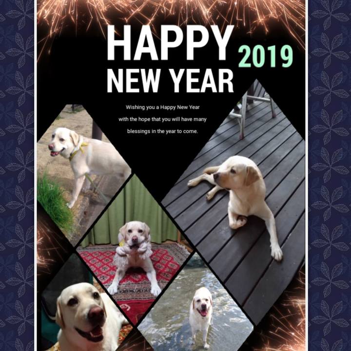 9aa6e9b0 bfcc 4721 880f 3e567e02657a 1546268648949