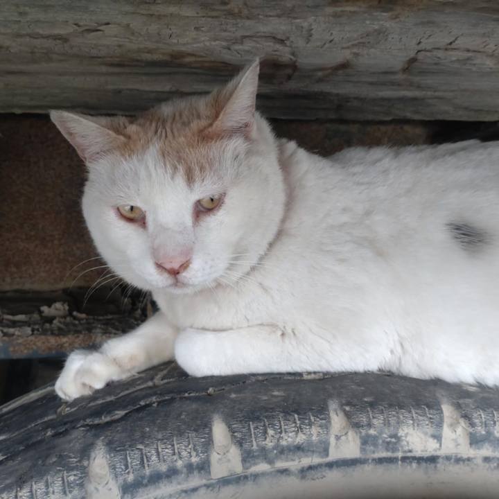 9aa83221 da56 4f3b 9960 9111bdaf5973 1749778866223