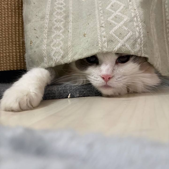 9aa91785 86c8 42de 89b8 ed58edb5136a 1762604226651