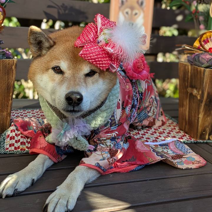 9aaa2550 2778 4552 9c61 ffbdb109ef09 1735738937962