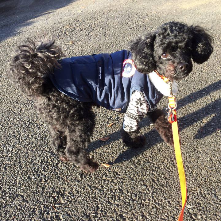 9aab3931 12ac 403a 93e6 444a29bbefef 1512187365624