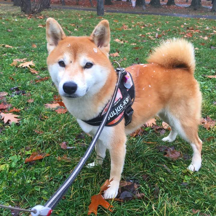 9aac0ba9 3d7a 4c2e aa36 63b098444183 1510707495906