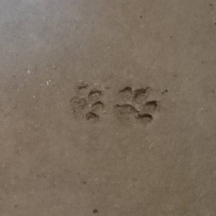 9aad2746 d711 4ea1 81f2 382f10b6b43a 1527520128035