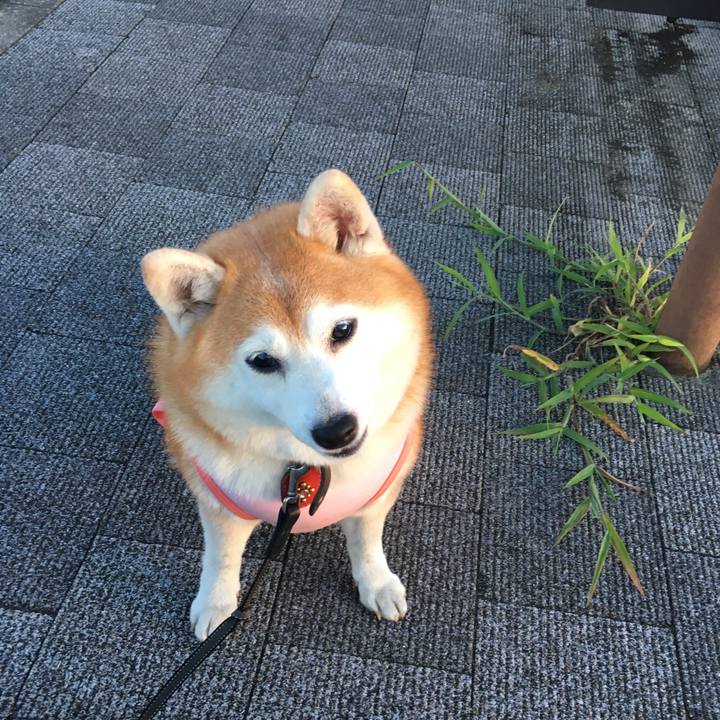 9aafc4e0 499c 49da 9671 2faf569aac40 1534947531077