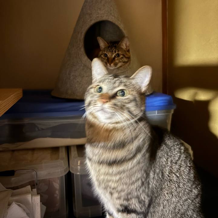 9ab1a0bb abeb 4d0c 8e15 f0367fe4c593 1763505295392