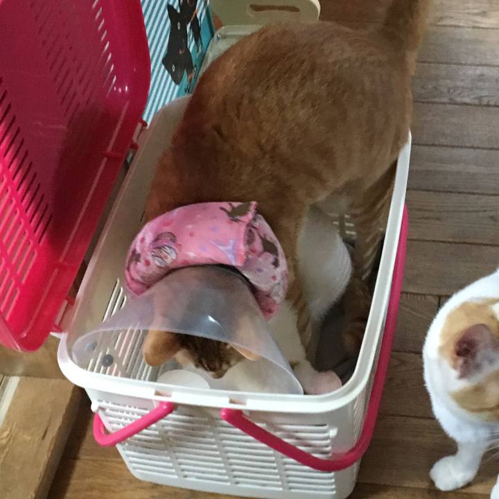 9ab23581 610d 4670 9791 3bb2159aac80 1524958929571