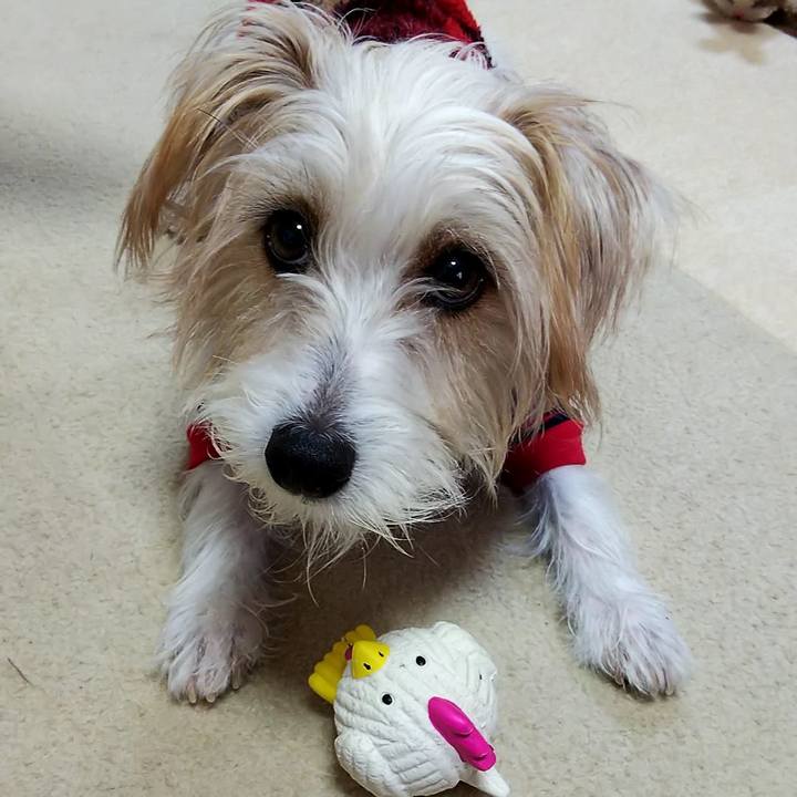 9ab27fbf 73f0 4c96 a1c5 bd60bcfde128 1544967967922