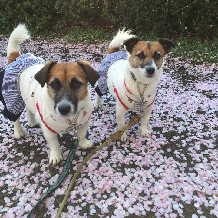 9ab2b5b7 07f2 4300 bc8d 02e6a4c8c7b0 1554766639819