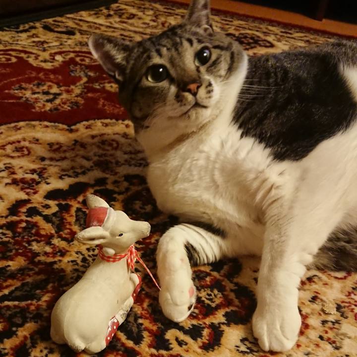 9ab35c05 1512 41ab b891 2f7f3f4cb60c 1545650507027