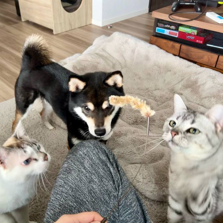 9ab4431c 2625 4bba 87b7 6e4314b4a7a8 1713665578828