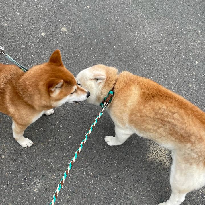 9ab54a3d 2872 4f75 a9cb 19576f093ed8 1685341517558