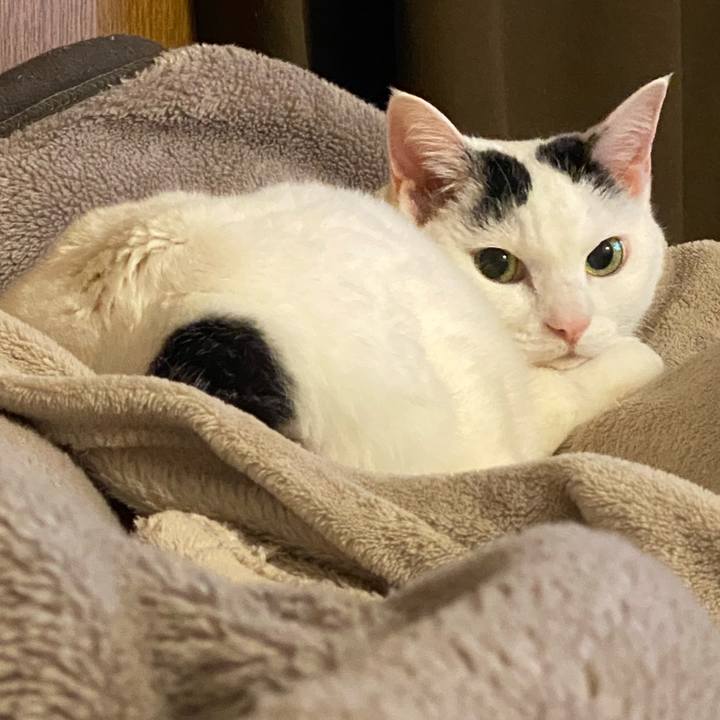 9ab6f1e8 098b 47da a137 2d57d1fe67e1 1764061106176