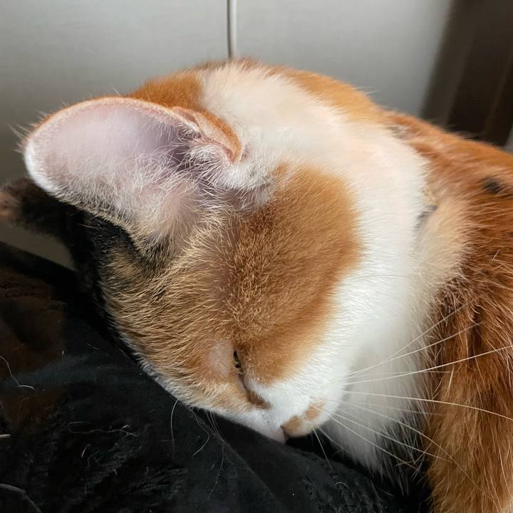 9ab95428 a78d 4e34 8709 b61ff8b408cb 1730523026089