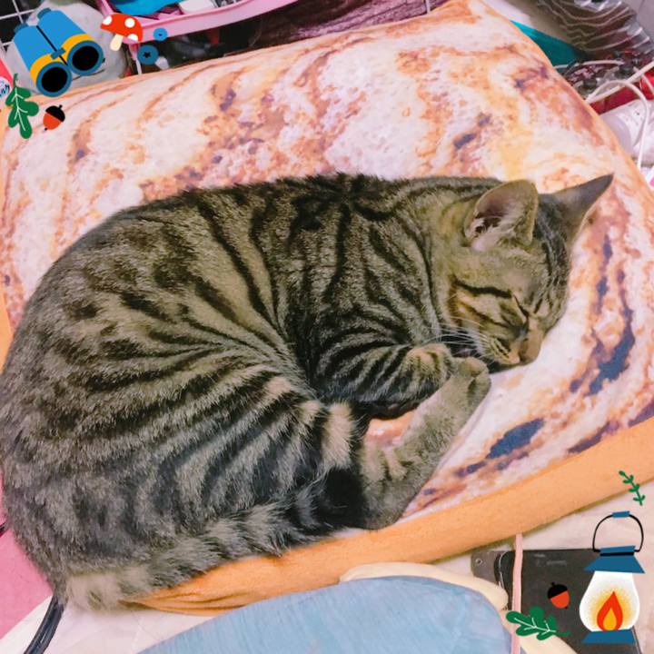 9abb3222 9feb 420b 9bf6 e53281a6dc23 1542021762956