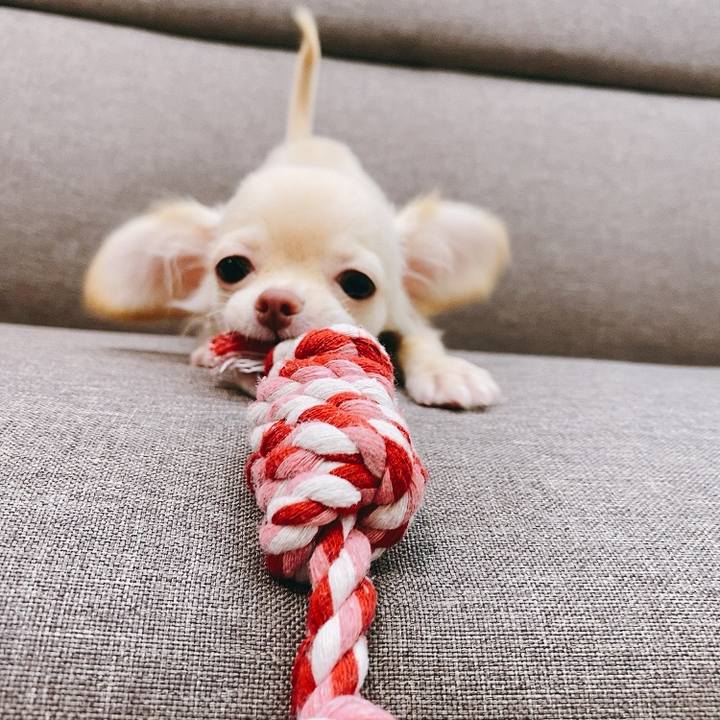 9abc577f 7196 4259 b04c b126b520e881 1591761522429