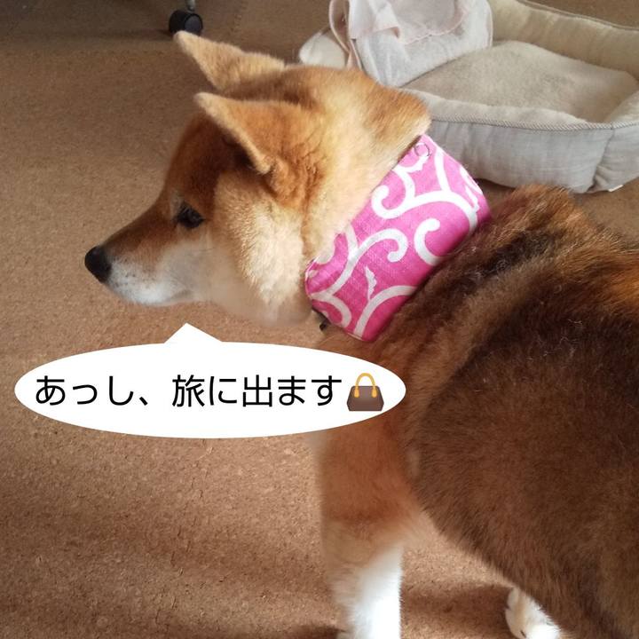 9abe5461 276a 4fde a692 c74d3d7fa65c 1598053622764