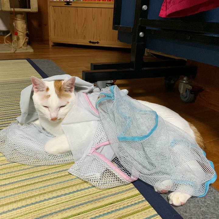 9ac03495 41c5 4a6c 82d6 90f12f177672 1561386838467