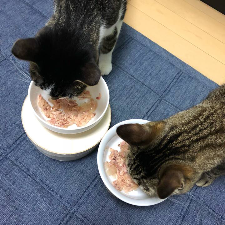 9ac0c466 741f 4511 bbca f45eab254976 1530388088728