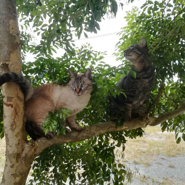 9ac1072f e94c 44dc a6c2 03a2224bff7f 1602220779835