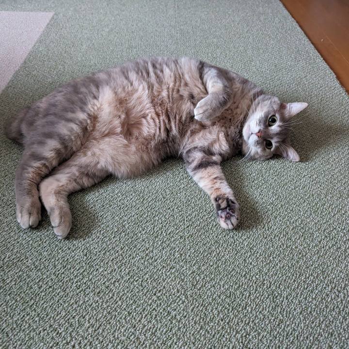 9ac1e9ba d295 4f8c 8939 c2eaf3b4f898 1702713006054