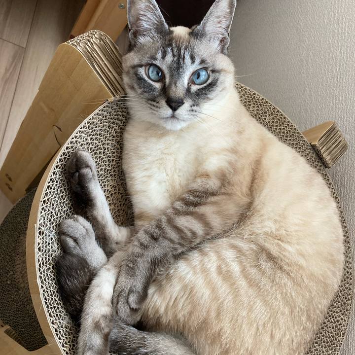 9ac3325b 2fce 4b4a a43a c4c704f18118 1743036366830