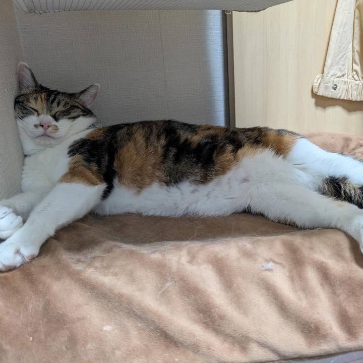 9ac358dc 431e 47e9 845a 0312cbc22609 1761827497646