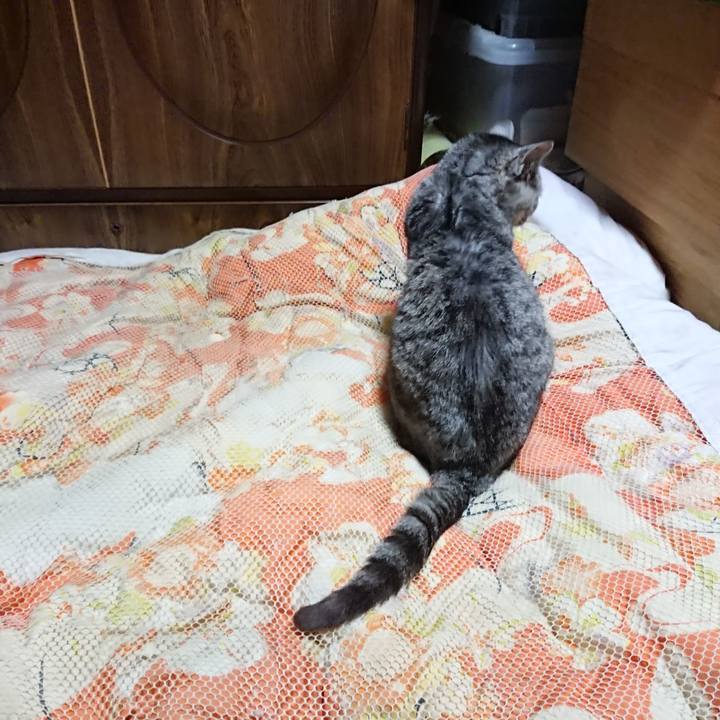 9ac3c0d2 0dc3 4a3d a6eb b2860820eda2 1572349773823