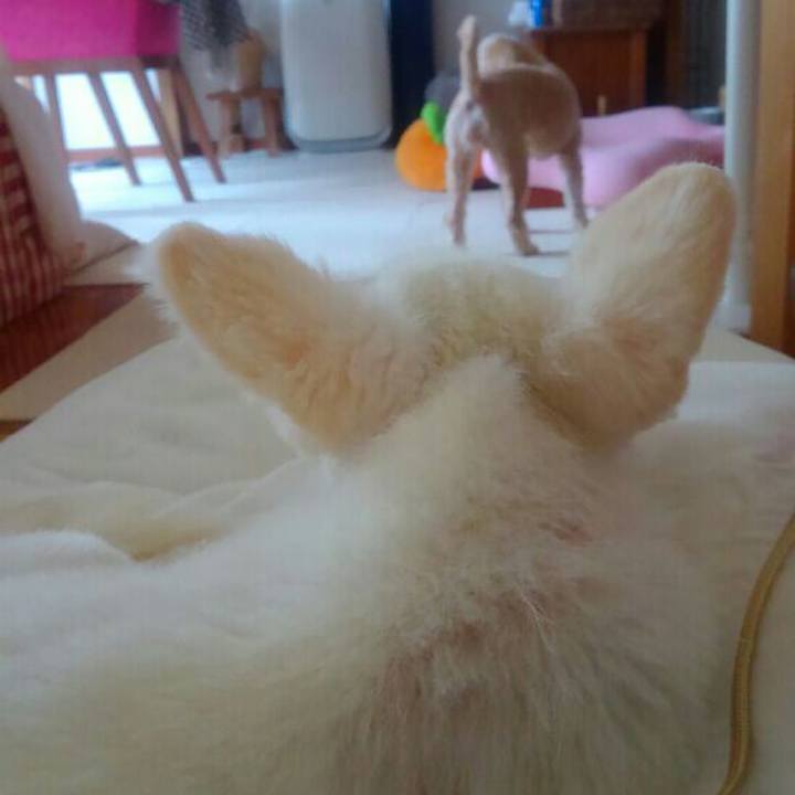 9ac460e0 b1f4 408e a4ae a8110806fa63 1566559238110