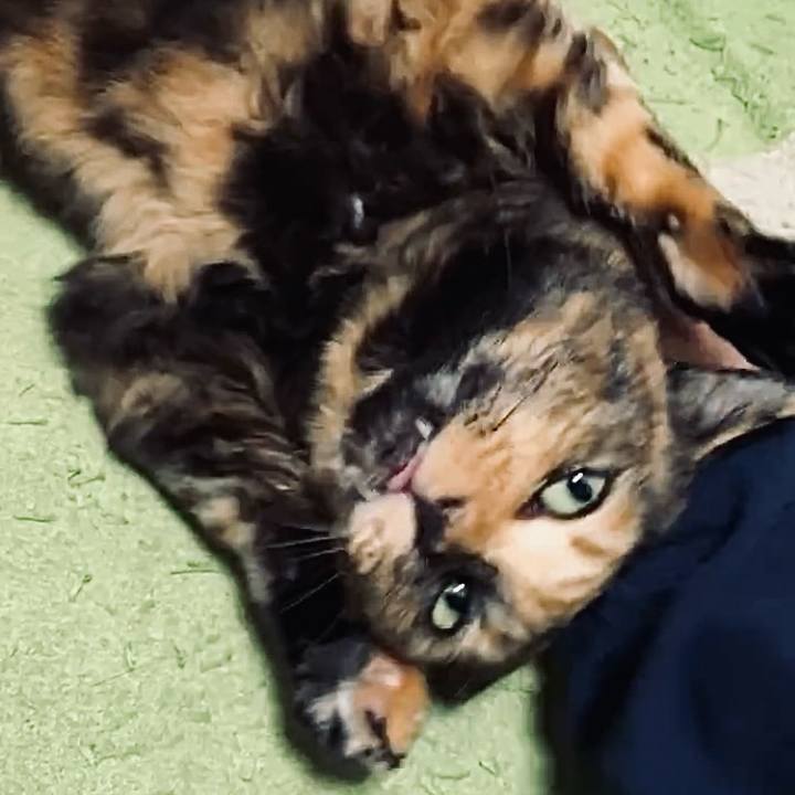 9ac683dc 6369 41df 9118 387e8f2bf5b2 1731356398914